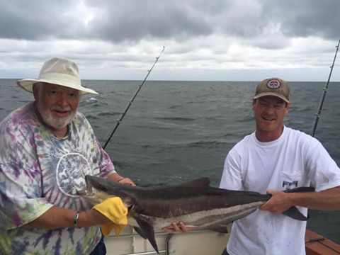 Deltaville Cobia