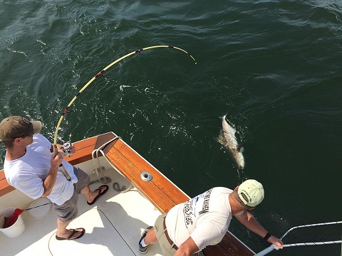 Deltaville Cobia