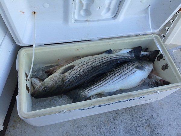 Deltaville Charter Fishing